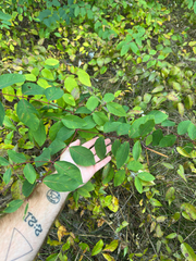 Apocynum androsaemifolium, photograph author not stated, no rights reserved
