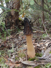 Morchella australiana