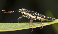 Rhinotia lineata