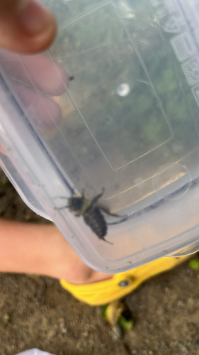 Common Eastern Bumble Bee