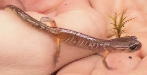 Ensatina