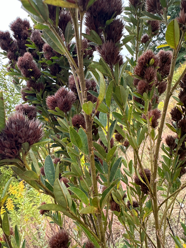 Lespedeza capitata, photograph 3