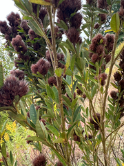 Lespedeza capitata, photograph author not stated, no rights reserved