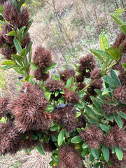 Lespedeza capitata, photograph author not stated, no rights reserved
