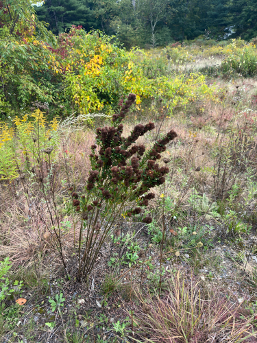 Lespedeza capitata, photograph 1