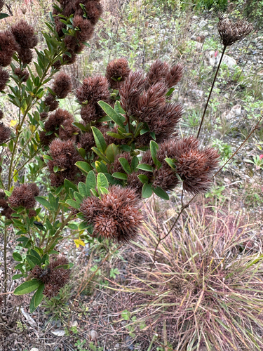 Lespedeza capitata, photograph 2