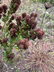Lespedeza capitata, photograph author not stated, no rights reserved