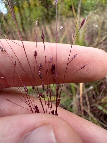 Eragrostis spectabilis, photograph 2