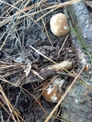 Boletus edulis