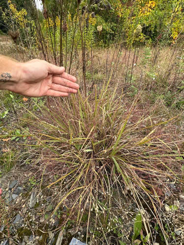 Eragrostis spectabilis, photograph 1