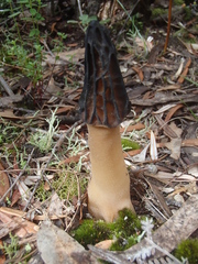 Morchella australiana