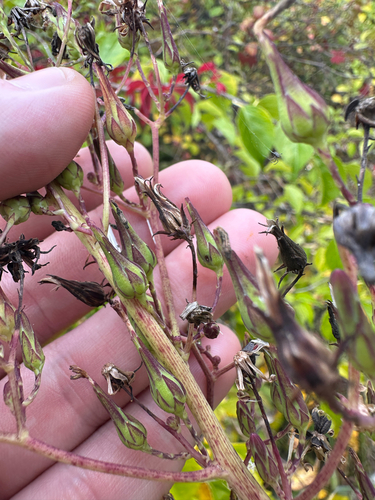 Lactuca canadensis, photograph 6