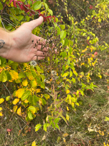Lactuca canadensis, photograph 5
