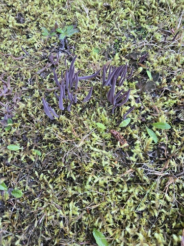 Purple Spindles