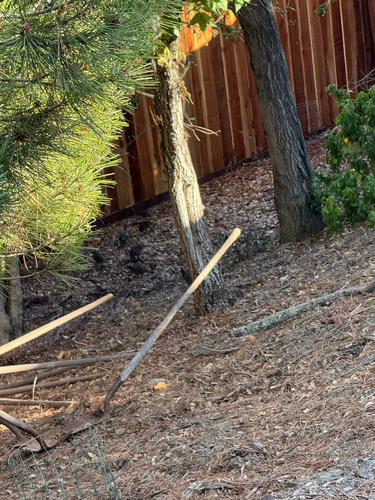 California Quail