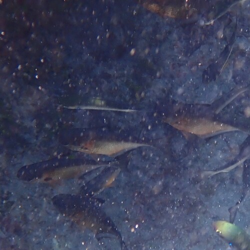 Pempheris vanicolensis observed 2026-09-22