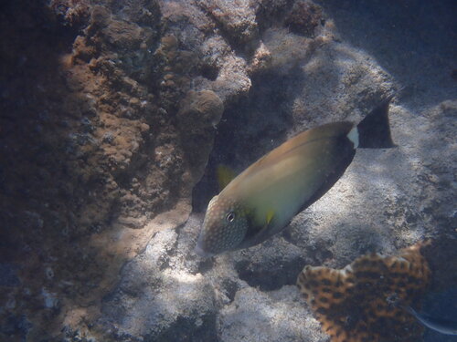 Acanthurus maculiceps observed 2026-09-22