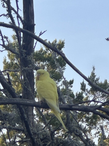 Budgerigar