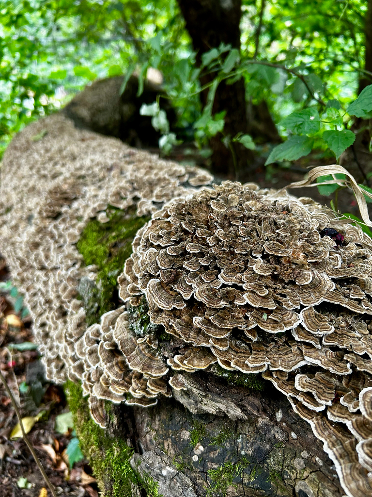 turkey-tail · September 2026 · photo: Photo: (c) Joseph Rojas, some rights reserved (CC BY) · iNaturalist