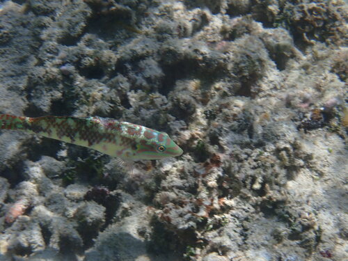 Halichoeres margaritaceus observed 2026-09-22
