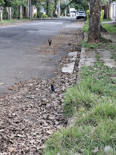 Shiny Cowbird