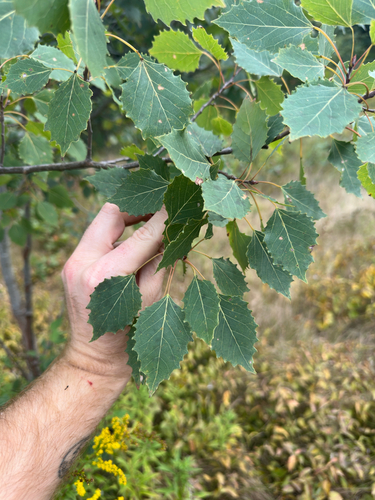 Populus grandidentata, photograph 3
