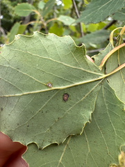 Populus grandidentata, photograph author not stated, no rights reserved