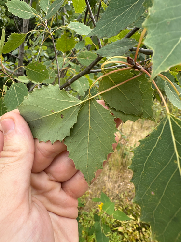 Populus grandidentata, photograph 5