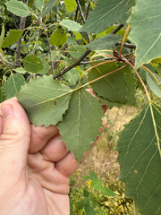 Populus grandidentata, photograph author not stated, no rights reserved