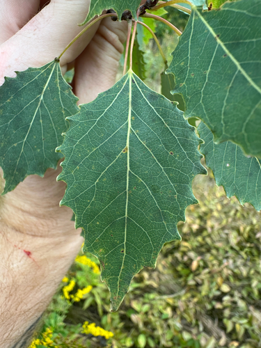 Populus grandidentata, photograph 4