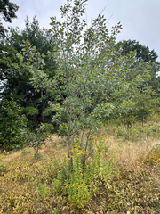 Populus grandidentata, photograph author not stated, no rights reserved