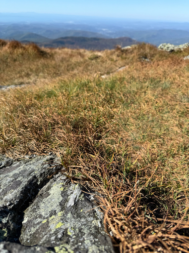Carex bigelowii, 2026-09-25