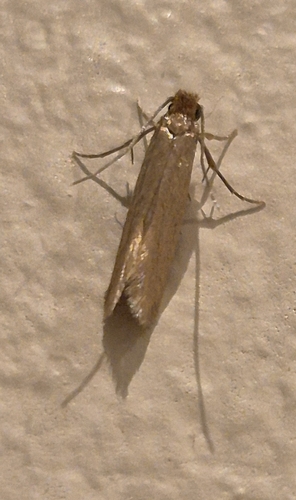 Webbing Clothes Moth