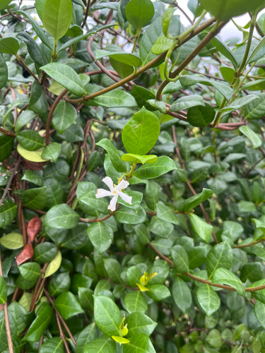Trachelospermum jasminoides observed 2026-09-24