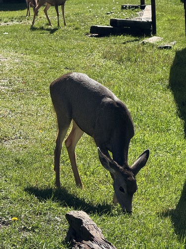Mule Deer