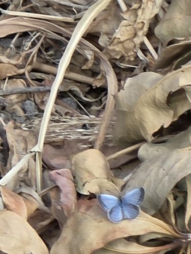 Pseudozizeeria maha okinawana
