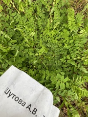 Astragalus glycyphyllos