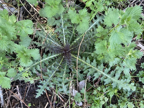 Cirsium palustre