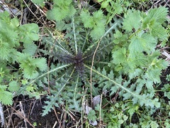 Cirsium palustre