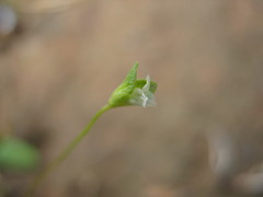 Phyllangium divergens