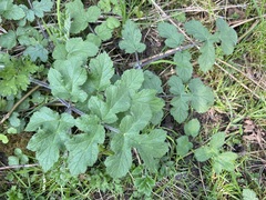 Heracleum sphondylium