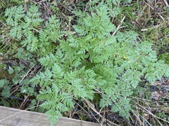Conium maculatum, photograph (c) Joss Carr, some rights reserved (CC BY)