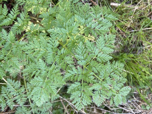 Conium maculatum