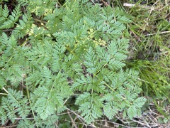 Conium maculatum