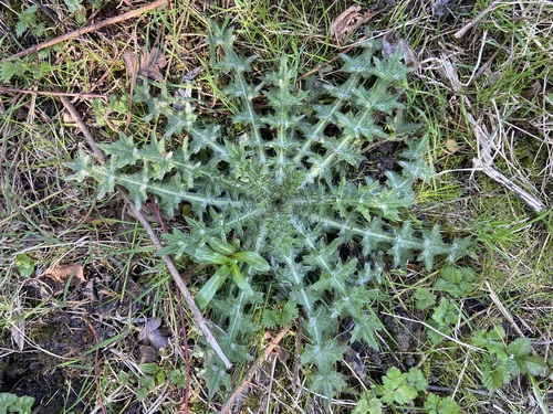Cirsium vulgare, photograph 3