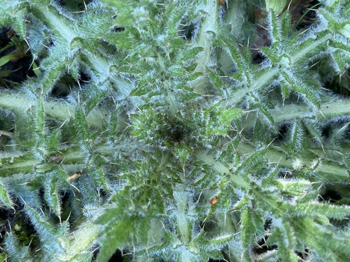 Cirsium vulgare, photograph 4