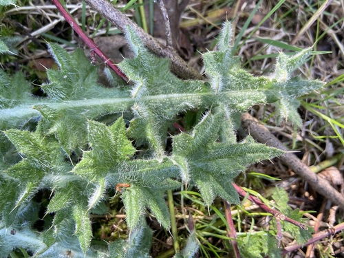 Cirsium vulgare, photograph 5