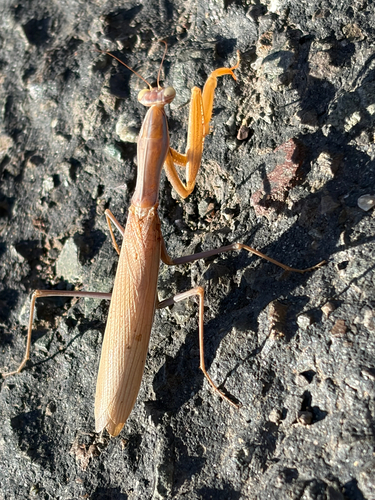 European Mantis
