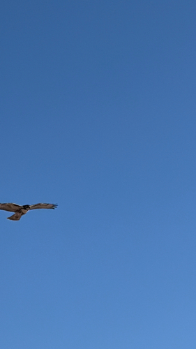 Red-tailed Hawk