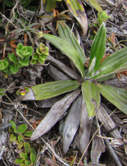Celmisia spectabilis